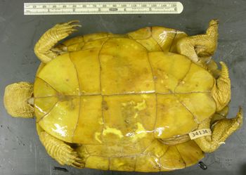 Media type: image; Herpetology R-34134